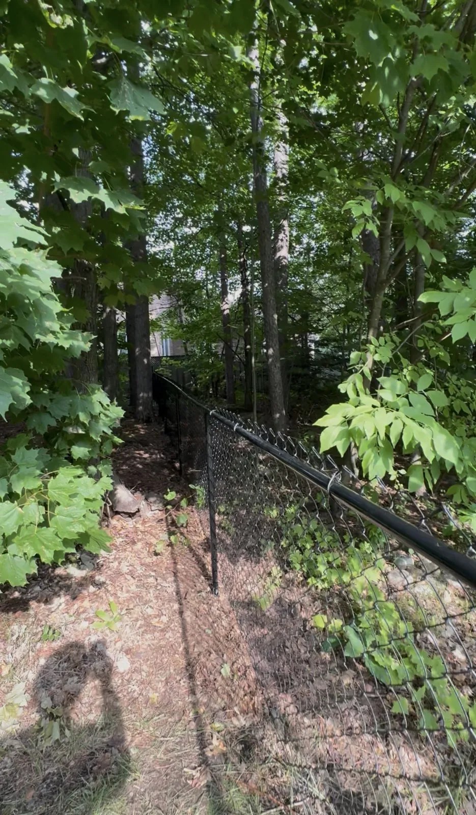 Chain-link fencing through wooded terrain
